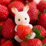 moranguin 🍓 profil fotoğrafı