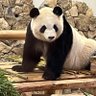 一臣 profil fotoğrafı