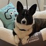 CorgusMaximus's profile picture