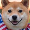 C 的头像