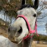 あずクマ profil fotoğrafı