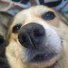Ｎｅａｎｄｅｒｔｈａｌ🧌 ℙ𝕒𝕦𝕝 🐕's profile picture