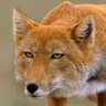 Хитрый лис's profile picture