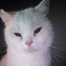 SHFT Kakazukiiii profil fotoğrafı