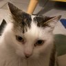 HvK SetT profil fotoğrafı