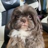 Profilbild von Pump.fun Dog