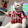 Profilbild von AC Divano