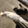 ふわふわほっぺ 的头像