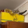 Світлана Пастушенко 的头像