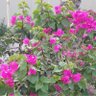 زوزو's profile picture