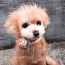 🇯🇵愛犬家・ぷう🇯🇵 🦕2m profil fotoğrafı