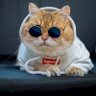 Фото профиля Kevin Thanh
