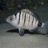 Fish city Fish city Fish city Take me to fish city profil fotoğrafı