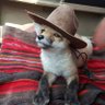 Фото профиля CowboyFox