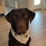Captain's profile picture