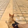 Gatinho Supersônico's profile picture
