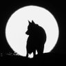AY 的头像