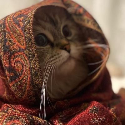 عجيبه's profile picture