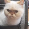 😺のんたん☆クマミ☆プリン😺's profile picture