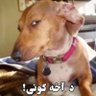 پدرت فوت کرد's profile picture