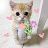 Shin Yurei's profile picture