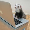 Фото профиля Tactical Ferrets