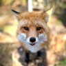 ForFoxSake profil fotoğrafı