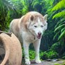 Dog Lover♥️'s profile picture