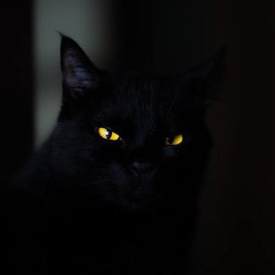 BlackCatXx69V3's profile picture