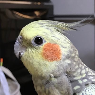yito252196's profile picture