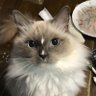 ぎゅるる profil fotoğrafı