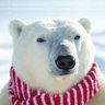 Фото профиля White bear