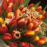 Profilbild von Lilium