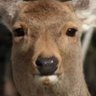 嘉嗣's profile picture