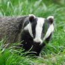 Profilbild von Badger