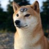 AllSeeingShiba 的头像