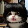 meaw profil fotoğrafı