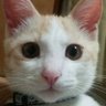 Farao.Cat's profile picture