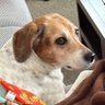 Beaglechick's profile picture