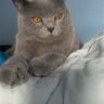 Λία profil fotoğrafı