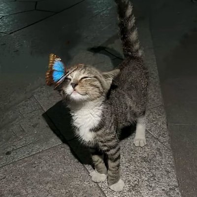 Stupid Lily :3's profile picture