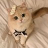 abeer's profile picture