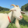 Profilbild von やぎ
