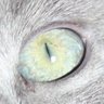 A's profile picture