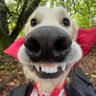 Фото профиля kuroi_inu