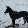 Hoss Doge's profile picture