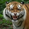 Roaring Tiger profil fotoğrafı