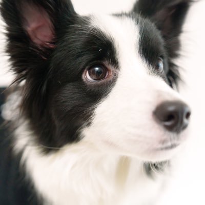 ボーダーコリーのヴィヴィ's profile picture