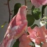 Barbie profil fotoğrafı