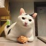 meong's profile picture